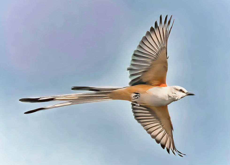 Scissor-tail Flycatcher