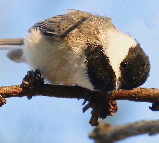 chickadee A.jpeg