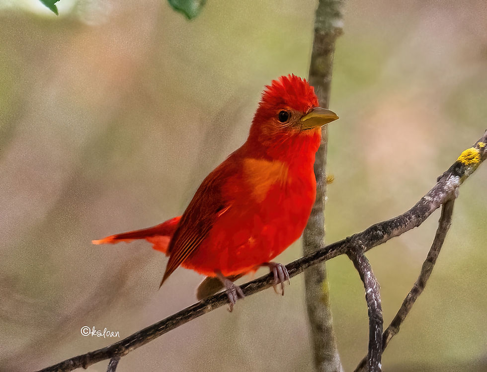 Male Summer Tanager