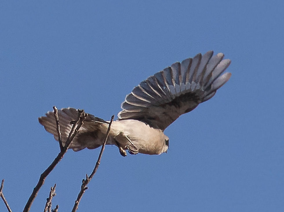 Loggerhead Shrike