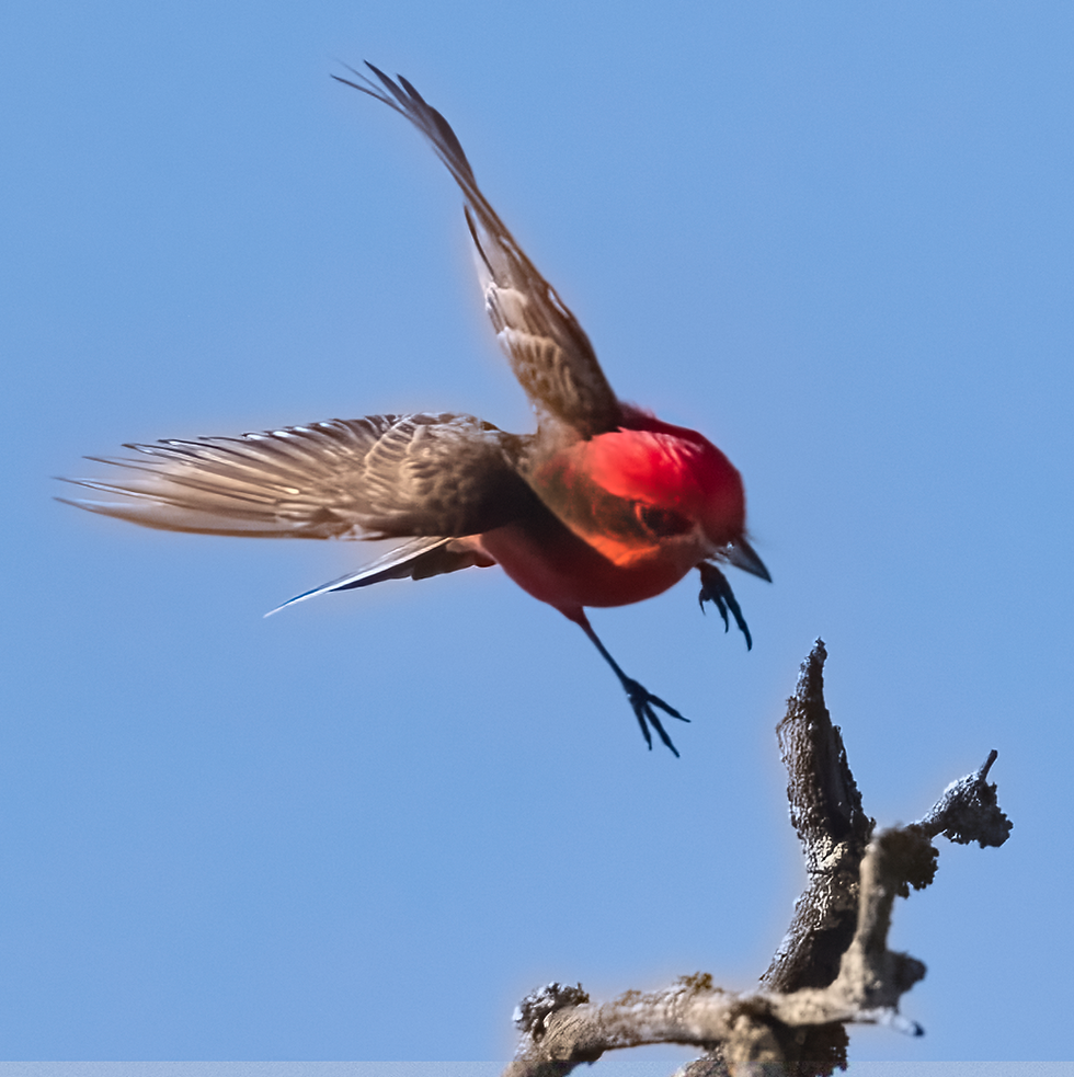 Vermillion Flycatcher