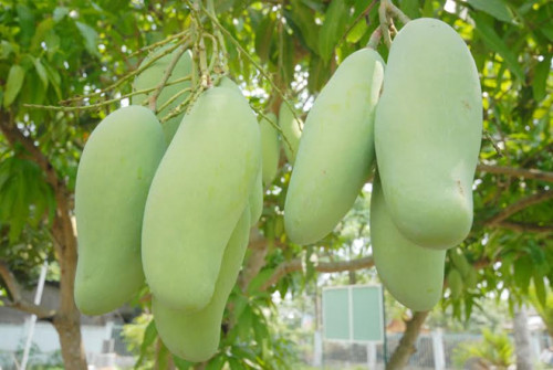 Thumbnail: Cây giống xoài Đài Loan