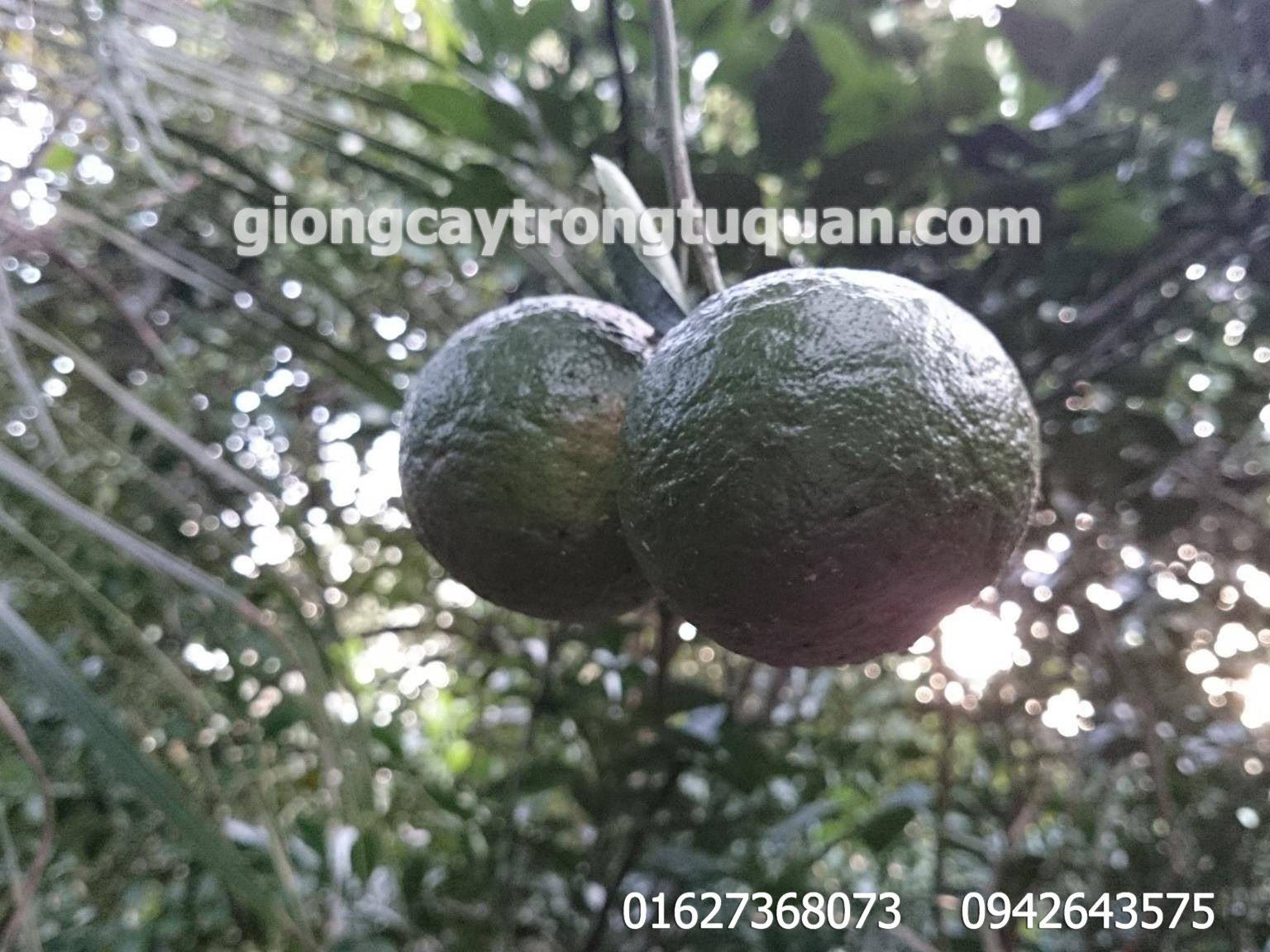 Cây giống cam sành