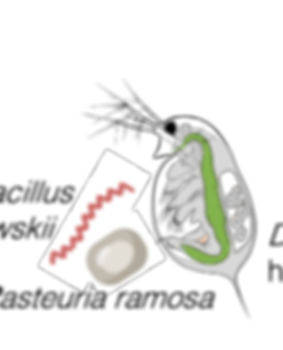 D_475.png