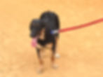 Tulio