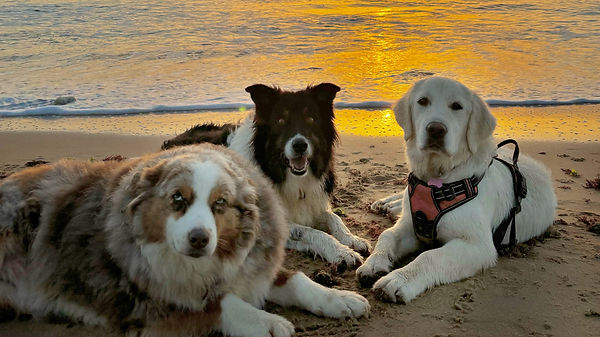 Million, Marcus & Bella