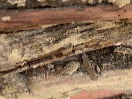 Subterranean termites