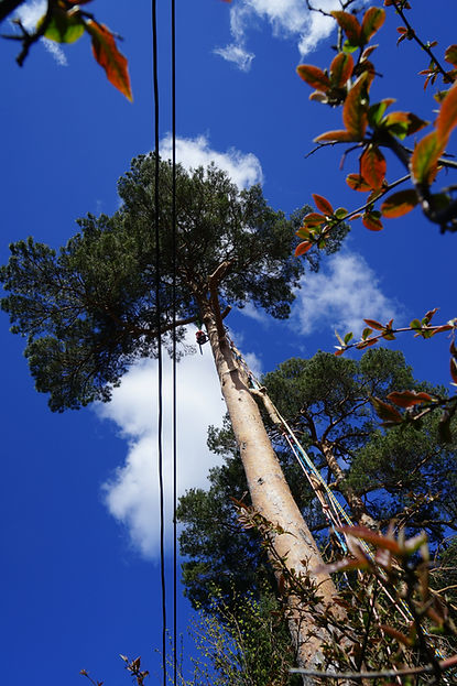 Seksjonsfelling av furu i Kristiansand. Tett på lavspentlinje. Bjørndalsheia, Gimlekollen, Kristiansand.