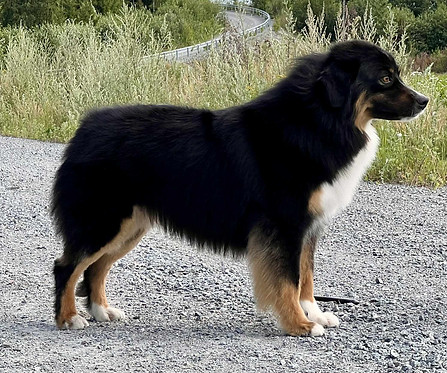 Eliza Doolittle Czech Jakobín