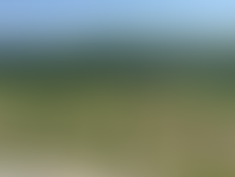 So…about that tree farm….