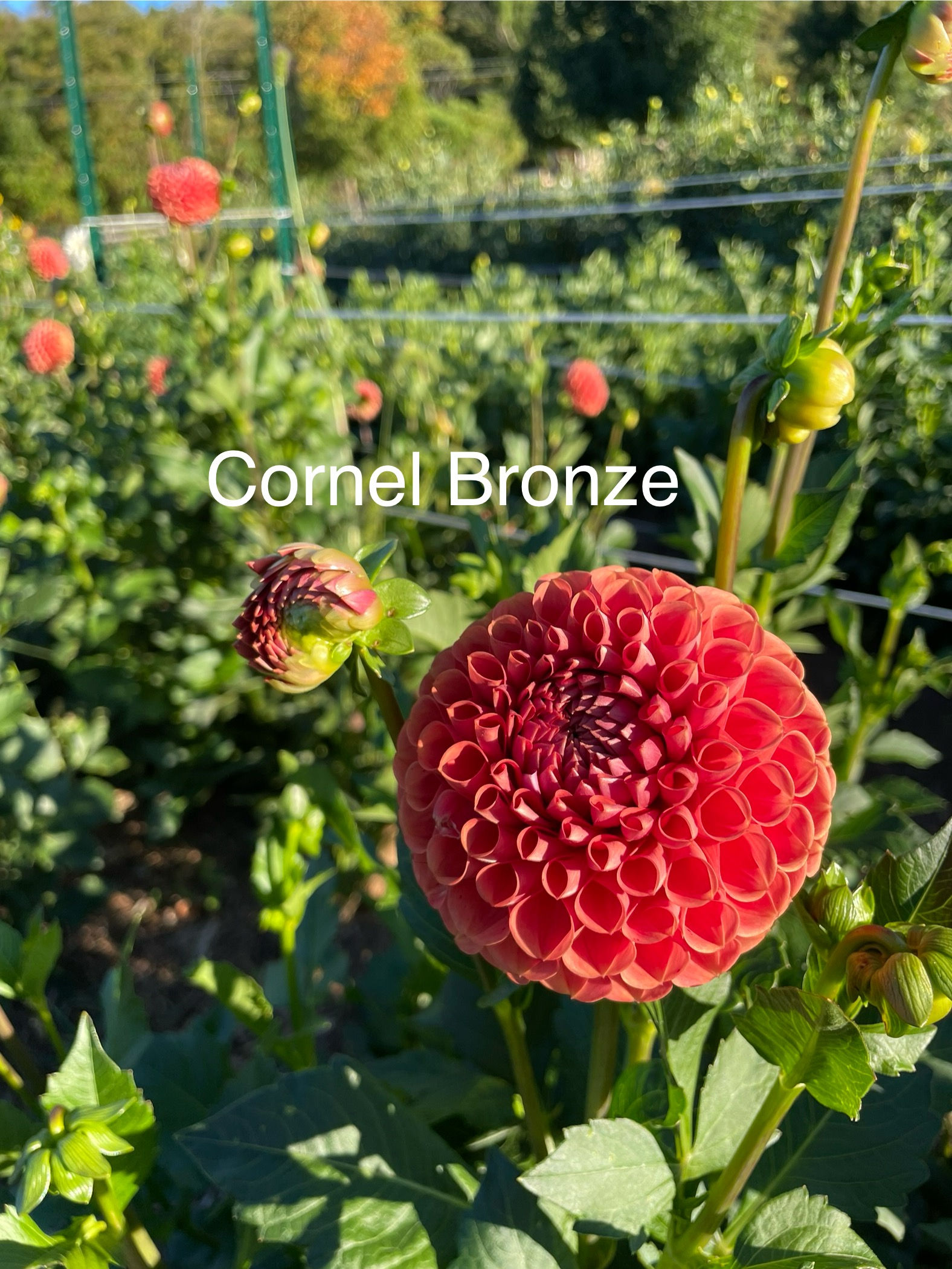 Cornel Bronze