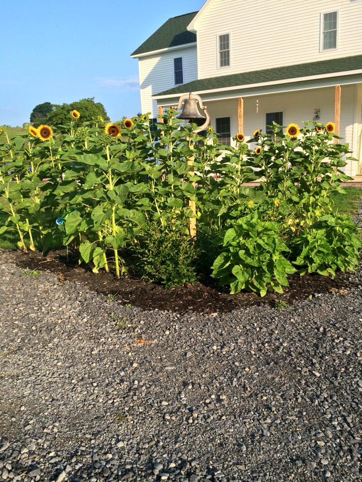 One seed packet of flowers!