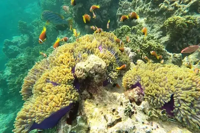 maldives_reef_8