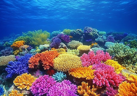 vibrant-coral-garden-stockcake.jpg