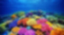 Reef Garden
