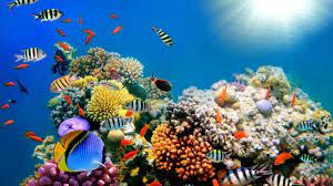 images (1)