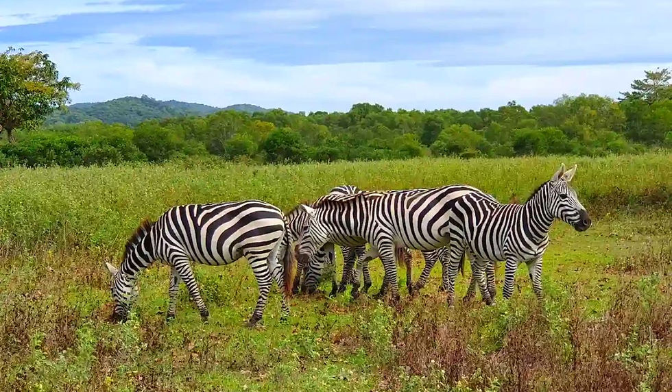 Calauit Wildlife Safari