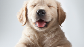 Puppy Class