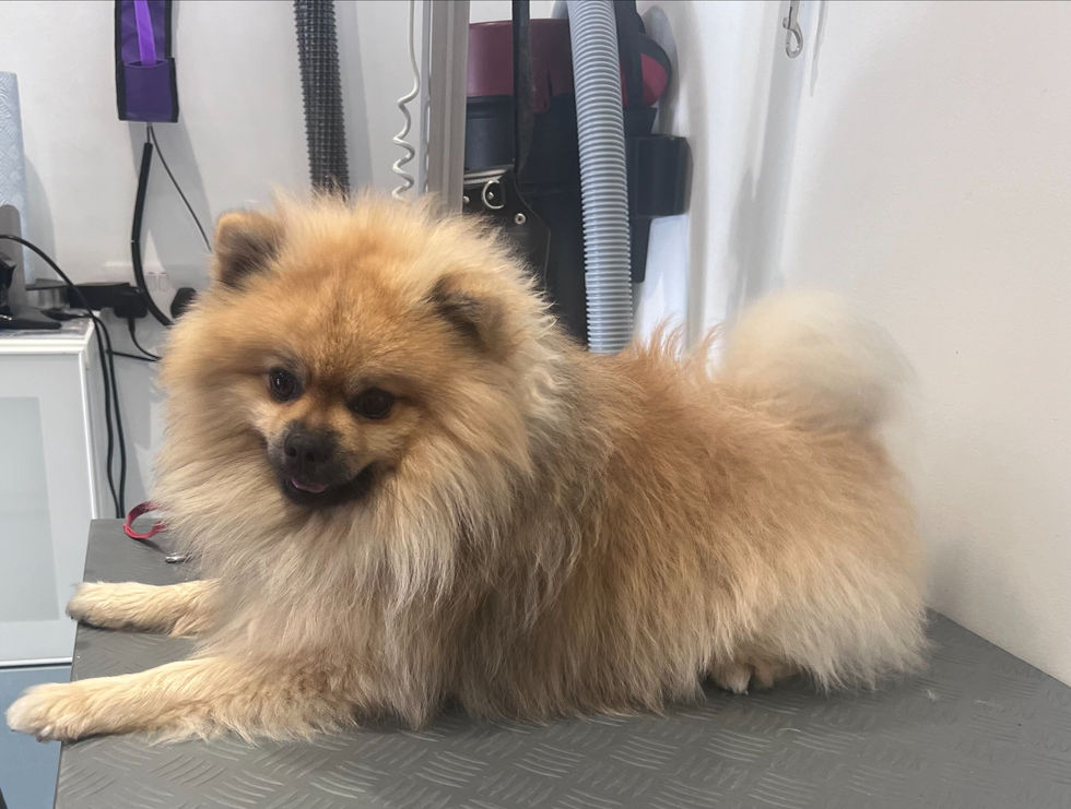 Leon before groom