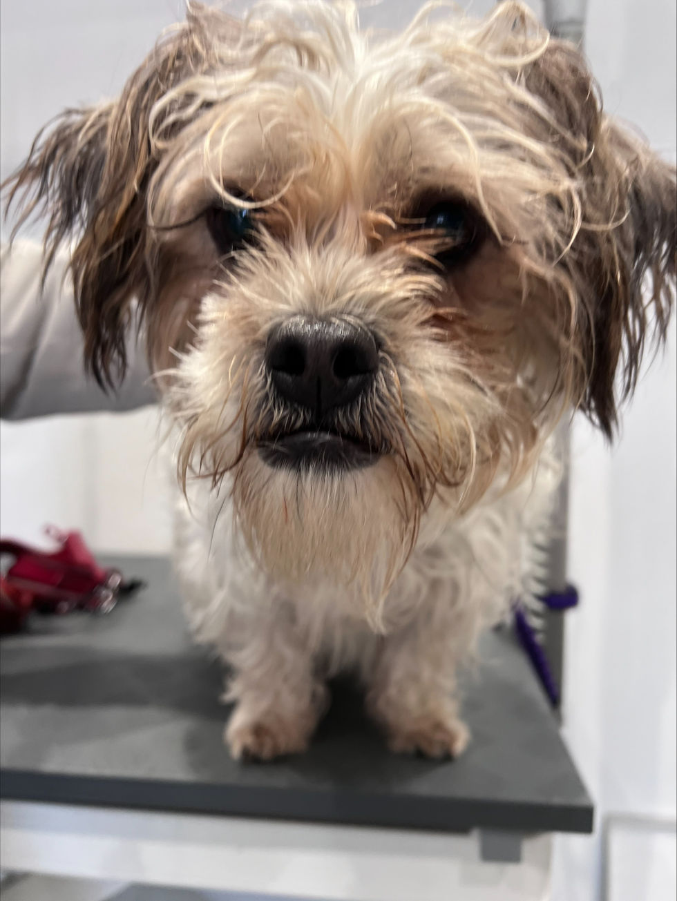 Bruce before groom