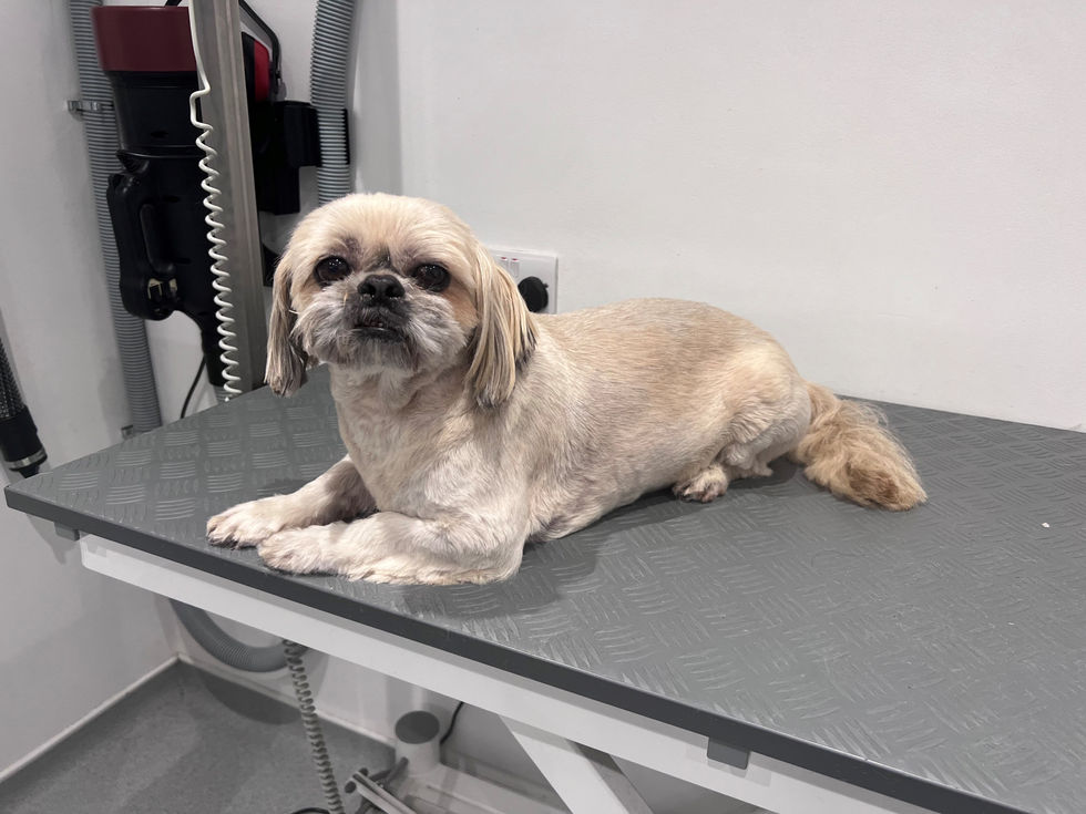 Bella after groom