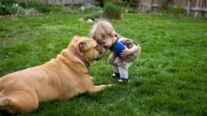 Cachorrinho manco