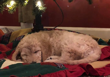 Ellen Torres pup.JPG