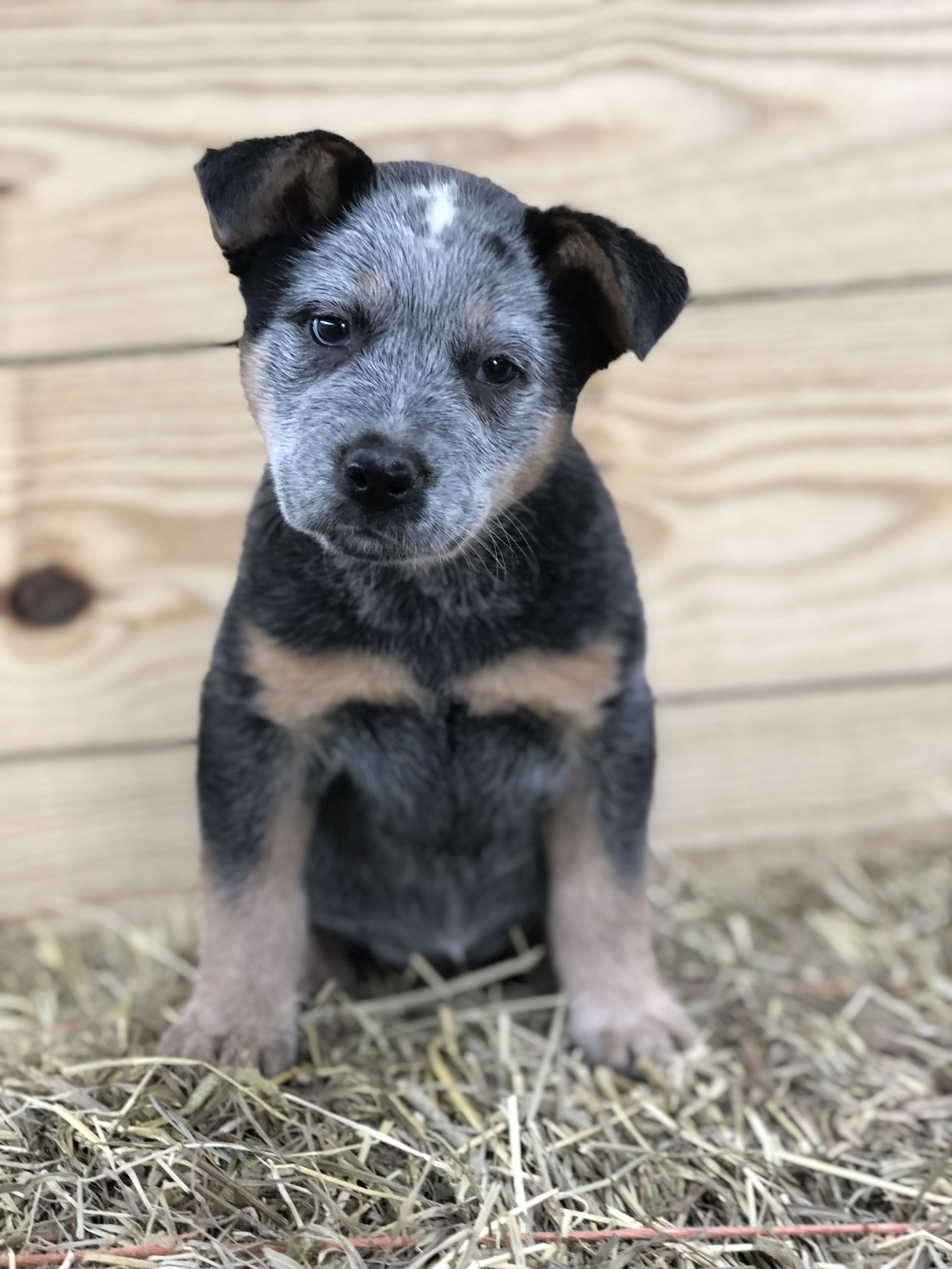 Get Your Paws on the Best: Top 10 Red Barn Pups Products Review and ...