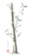 Delicate Bamboo