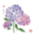 Cape Hydrangea Trio