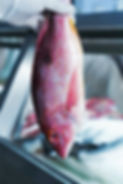 Ocean Fish Market Northern Red Snapper