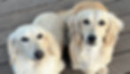 Fluffy miniature dachshund puppy looking curiously at the camera.
