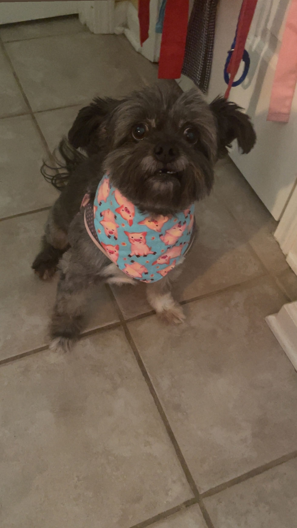 Thumbnail: Happy Piglets Bandana (snap on)
