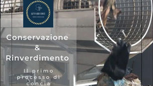 Conservazione e rinverdimento delle pelli grezze