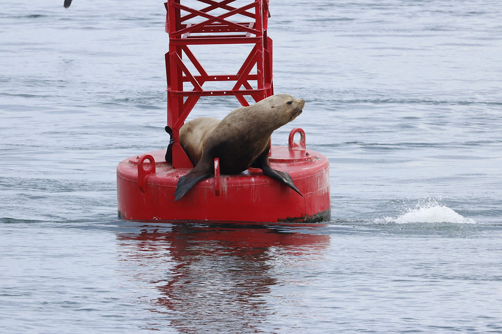 A Stellar Sea Lion taking over a channel marker in the Salish Sea. Photo Credit: Naturalist Megan MacGregor