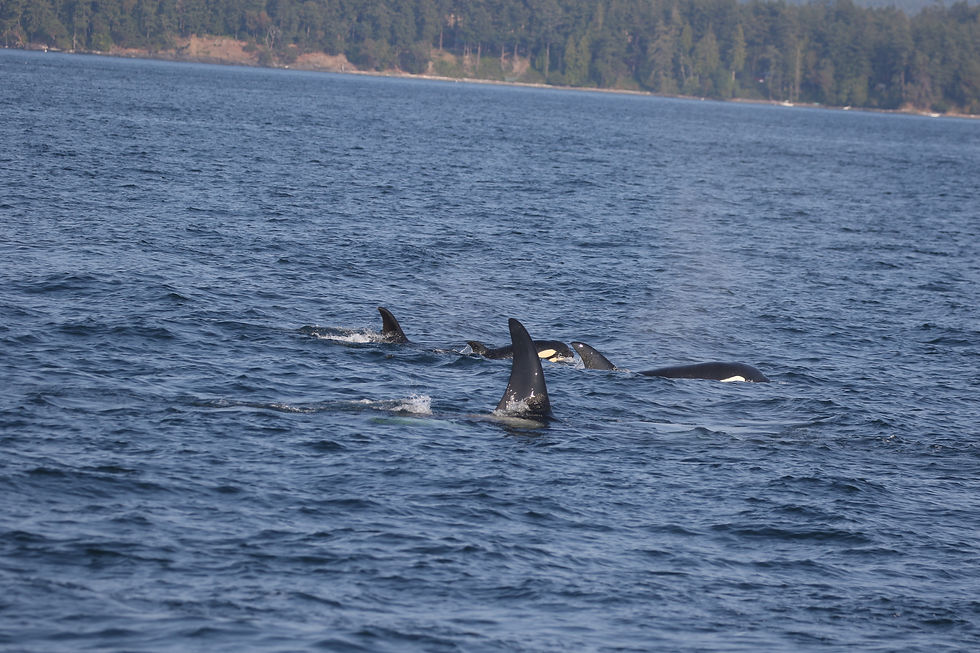 T49A Nan with calf T49A7 Pi, T49A3 Nat (front) and T49A4 Neptune