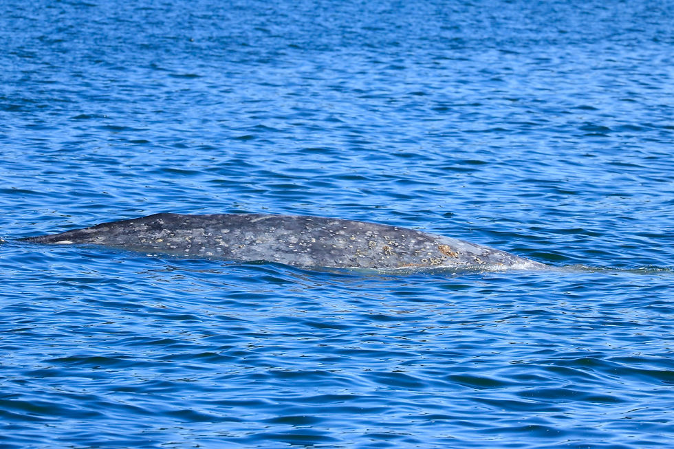An unidentified gray whale feeding near Lopez Pass. Photo credit: Naturalist Megan MacGregor