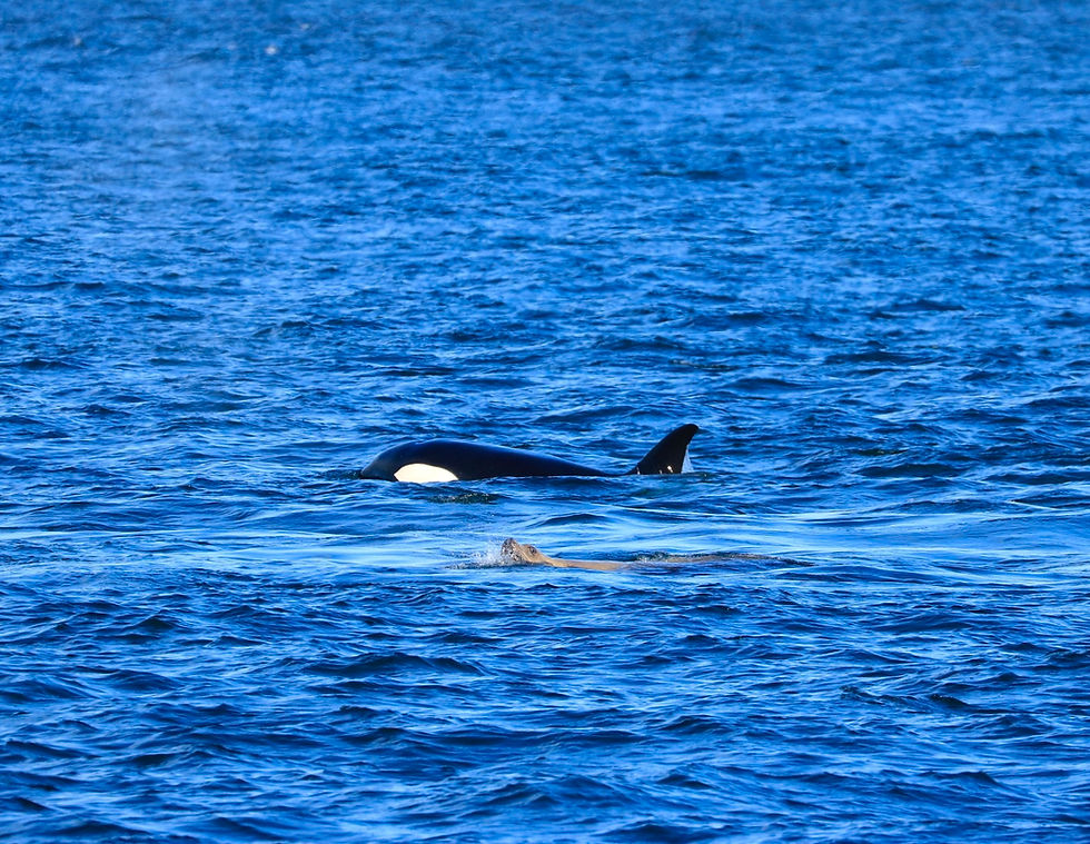 A Stellar sea lion attempting to flee from pursuing orcas on Mother's Day. Photo Credit: Naturalist Megan MacGregor