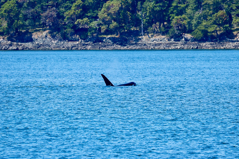 T123A Stanley. Photo credit: Naturalist Megan MacGregor