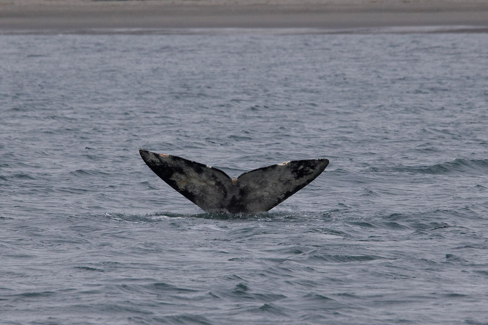 The Sounders: Gray Whales of the Salish Sea