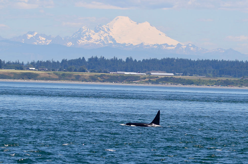 T68A Ken swimming in front of Mount Baker