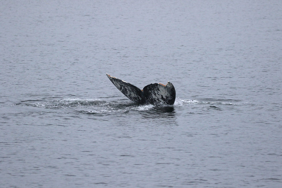 A gray whale fluking in the Salish Sea. Photo Credit: Captain Trevor Derie