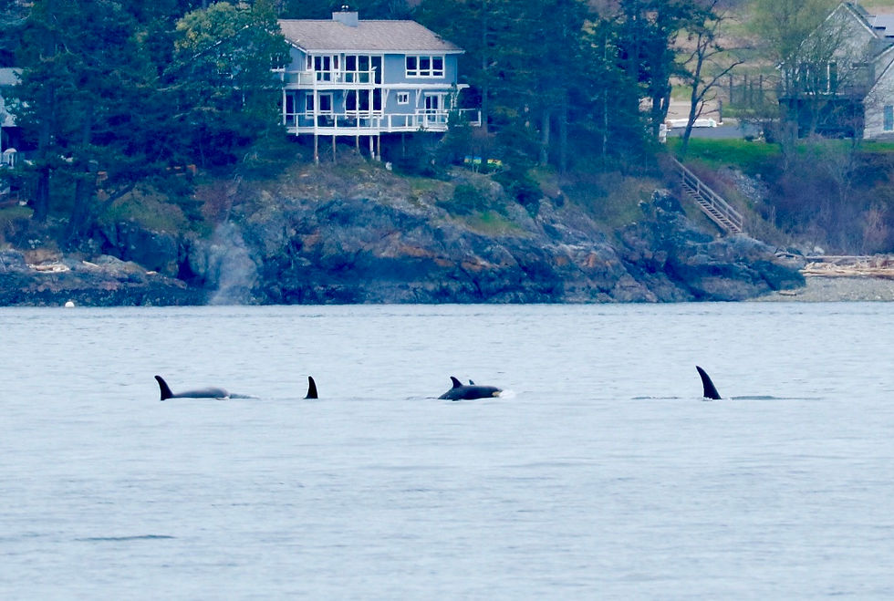 Matriarch T49A, Nan, welcomes her seventh baby, (third from the right) newborn T49A7. Photo Credit: Naturalist Megan MacGregor