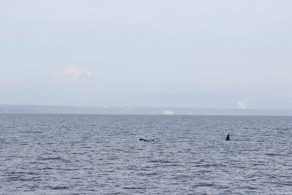 Mom T37B Harald leading the way with son T37B1 Lance