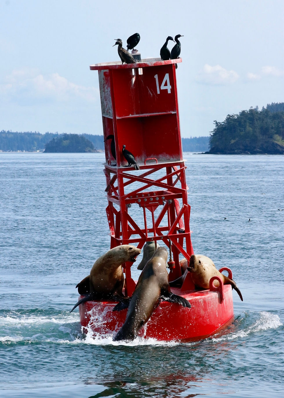 Stellar sea lions barking over space on a channel marker. Photo Credit: Naturalist Megan MacGregor