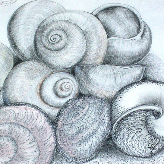 Shell Drawing (c) C.Garwood.