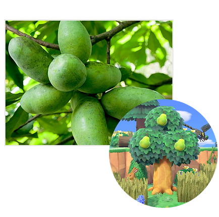 pawpaw.png
