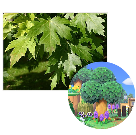 silvermaple.png