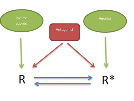 Pharmacology's characters: agonists, antagonists and inverse agonists.