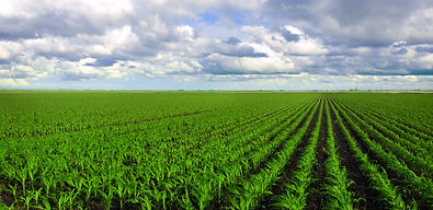 Corn Field.jpeg